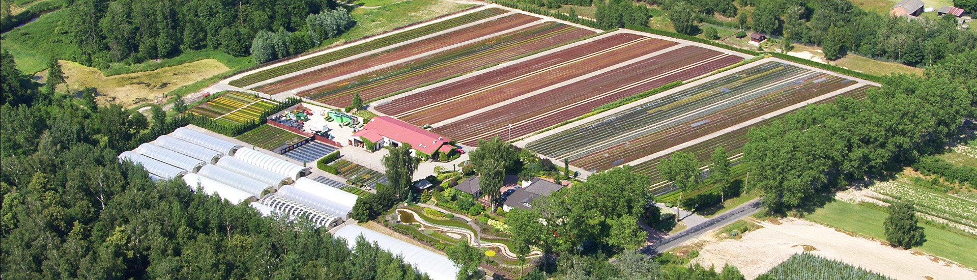 Gärtnerei für Heidepflanzen, Produzent von Setzlingen von Heidepflanzen und japanischen Azaleen - Polen