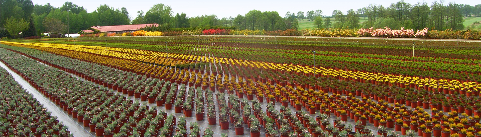 Gärtnerei für Heidepflanzen, Produzent von Setzlingen von Heidepflanzen und japanischen Azaleen - Polen